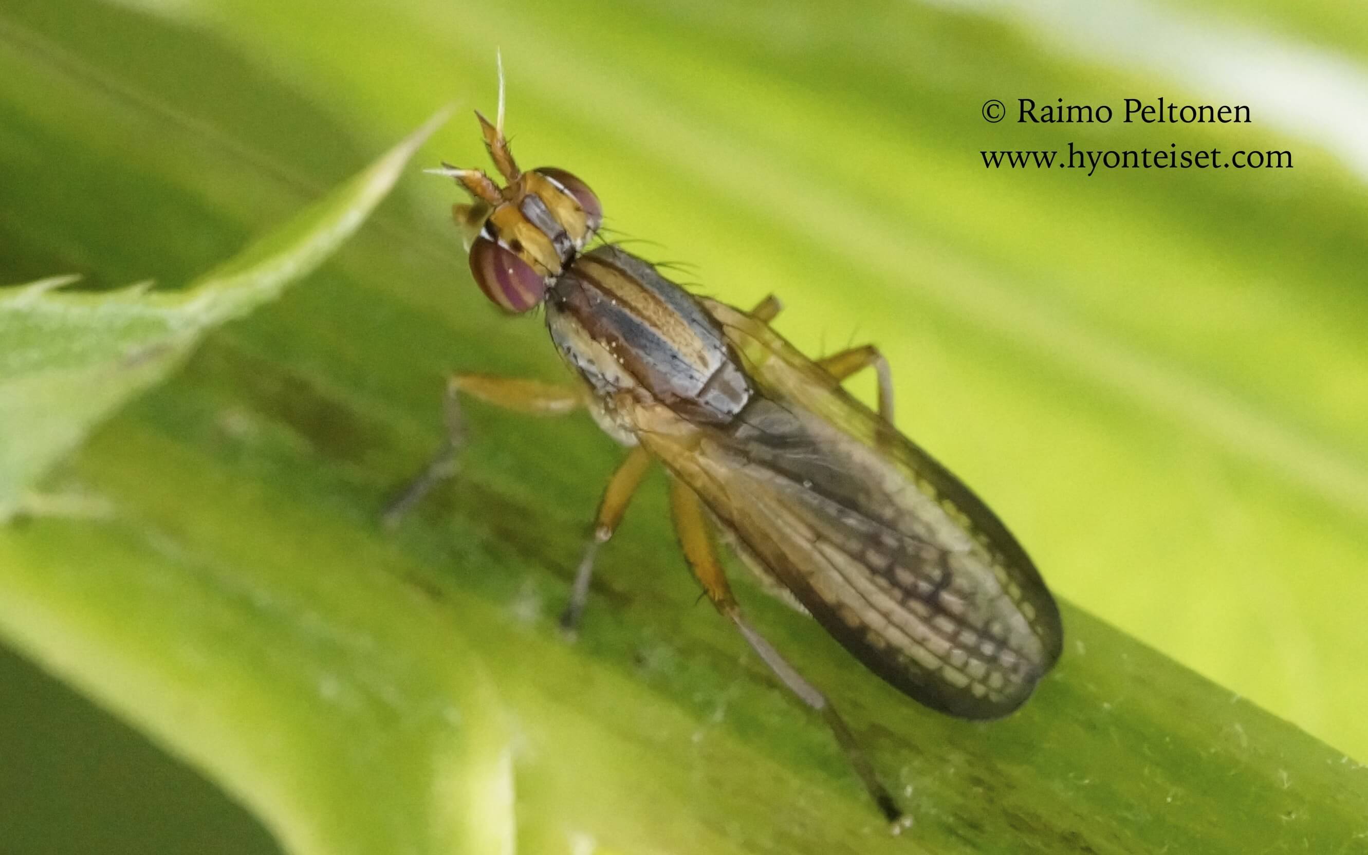 Limnia unguicornis (det. Kaj Winqvist) 