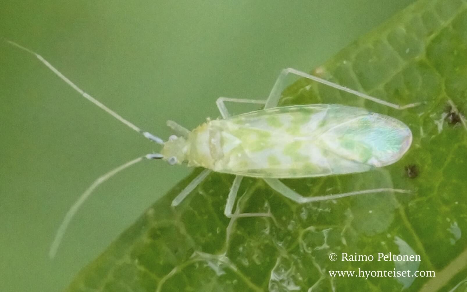 Malacocoris chlorizans-tirrilude