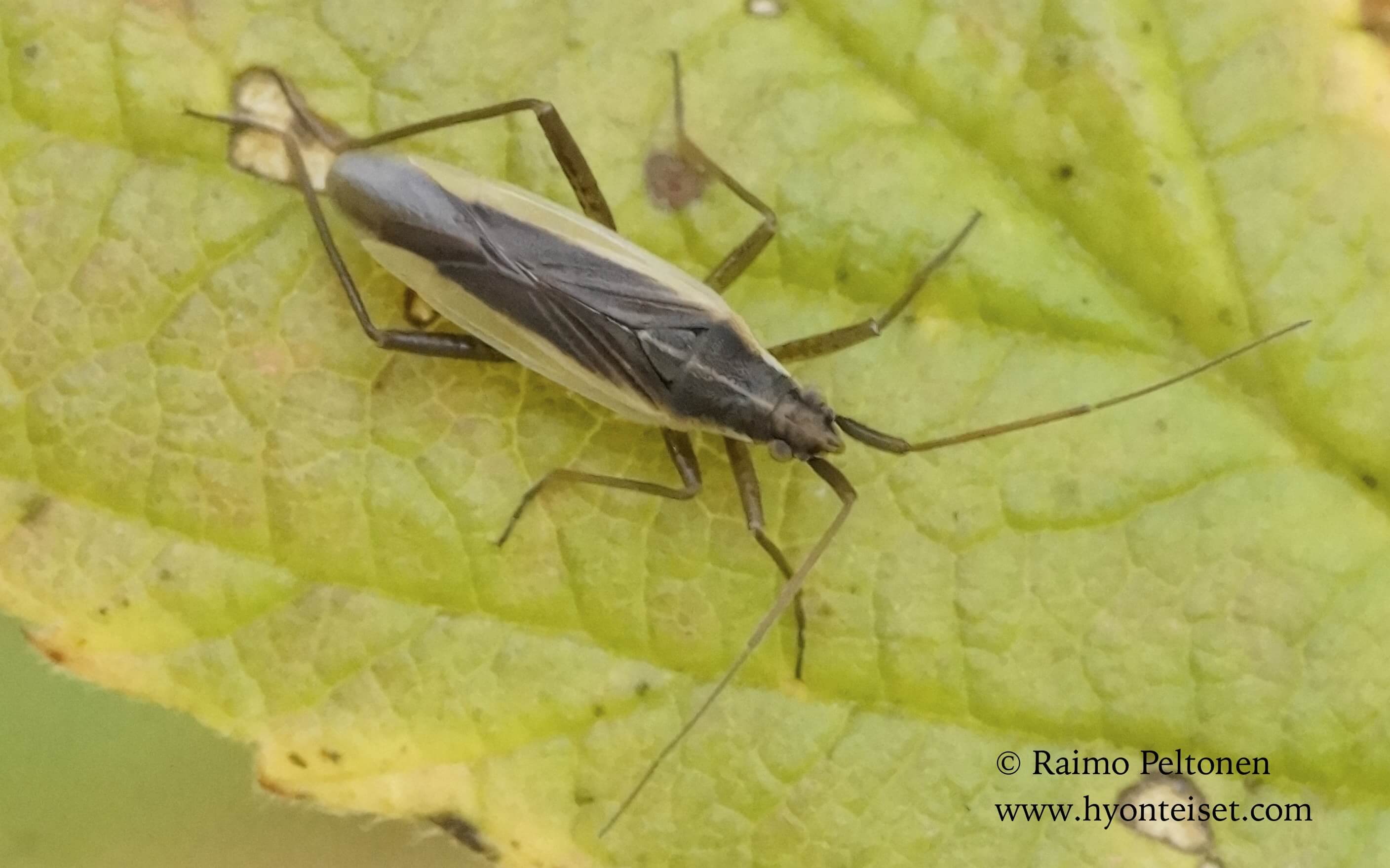 Notostira elongata-kaakonahdelude (det. Tapio Tielinen)