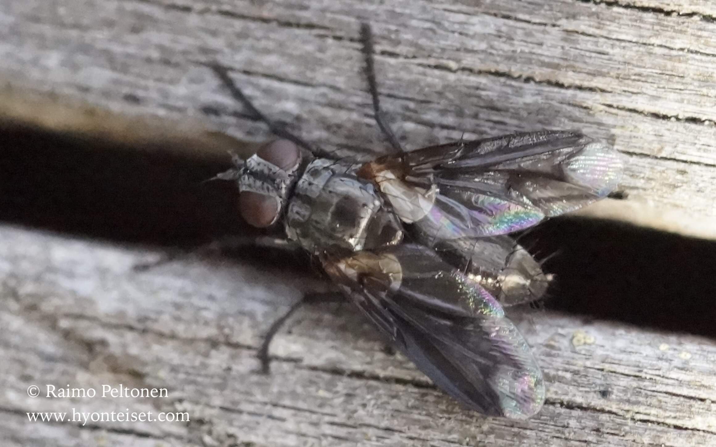 Nyctia lugubris (Sarcophagidae) (det. Piluca Alvarez) GRAN CANARIA