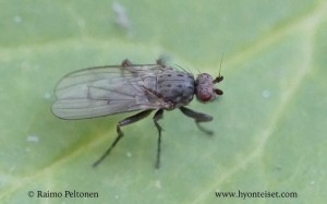 Oecothea fenestralis 1