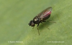 Oscinella sp.