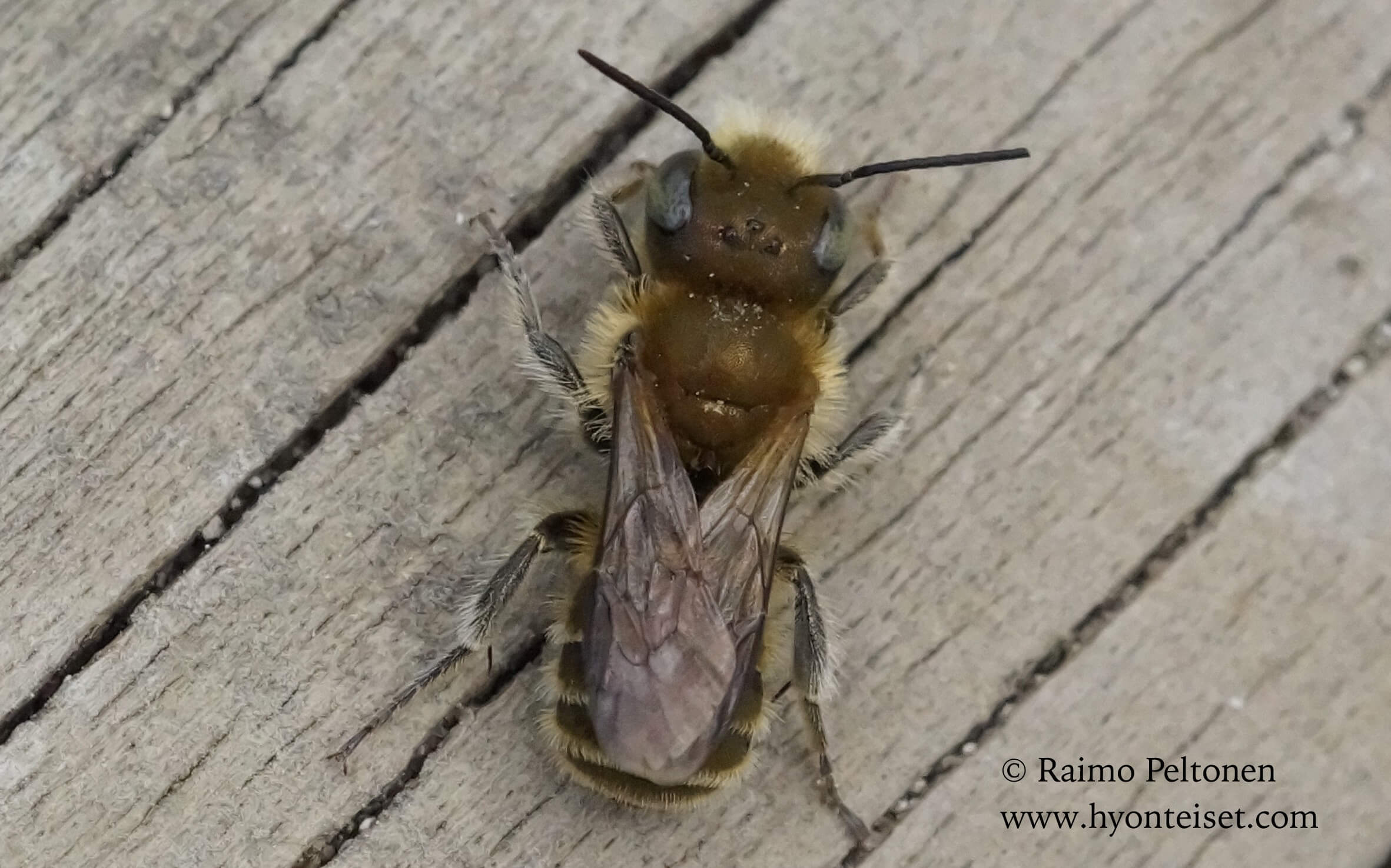 Osmia caerulescens, koiras (Megachilidae) MALLORCA