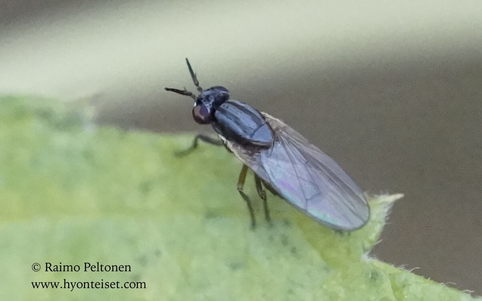Pachycerina pulchra