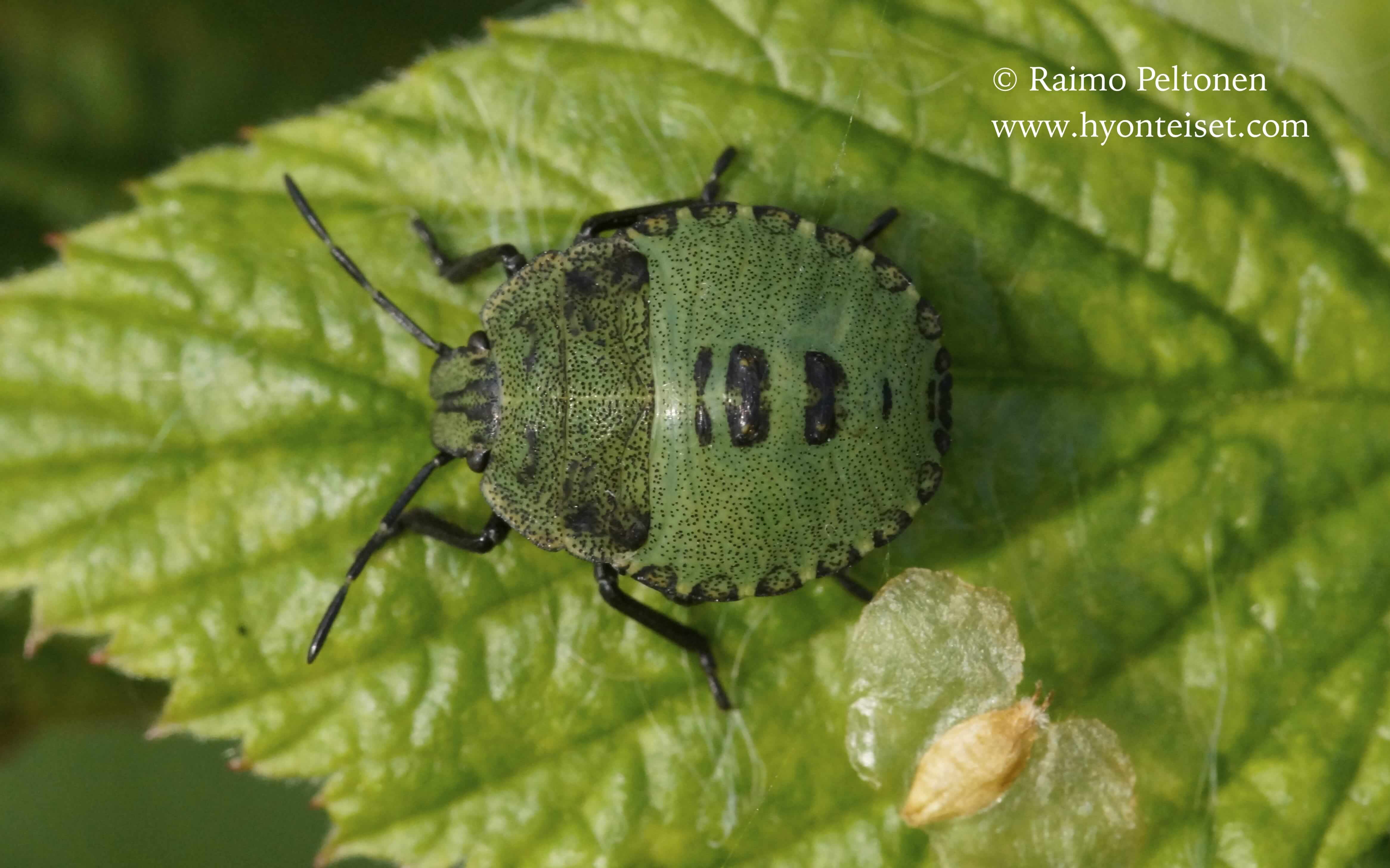 Palomena prasina-viherlude, nymfi
