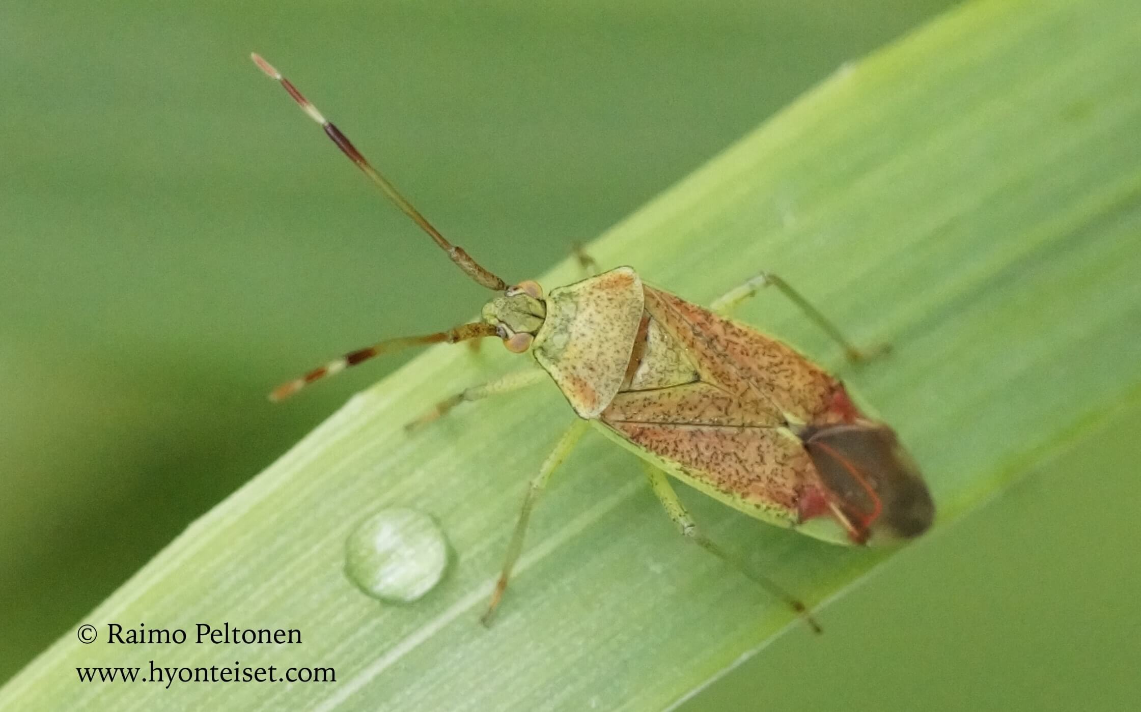Pantilius tunicatus-kaapulude