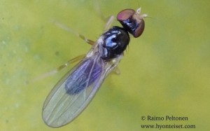 Paranthomyza nitida 1