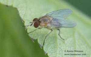 Pegomya sp. 1