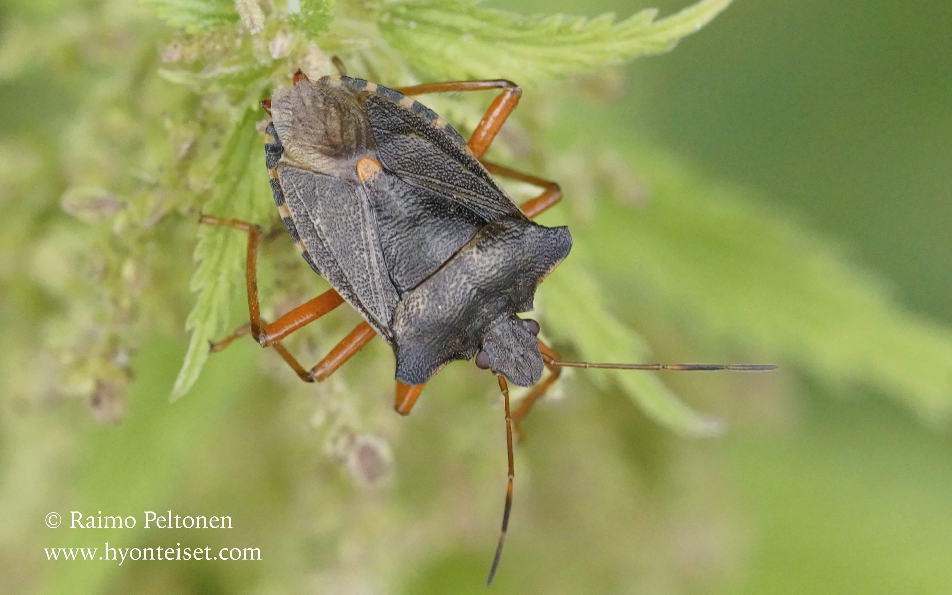 Pentatoma rufipes-härkälude