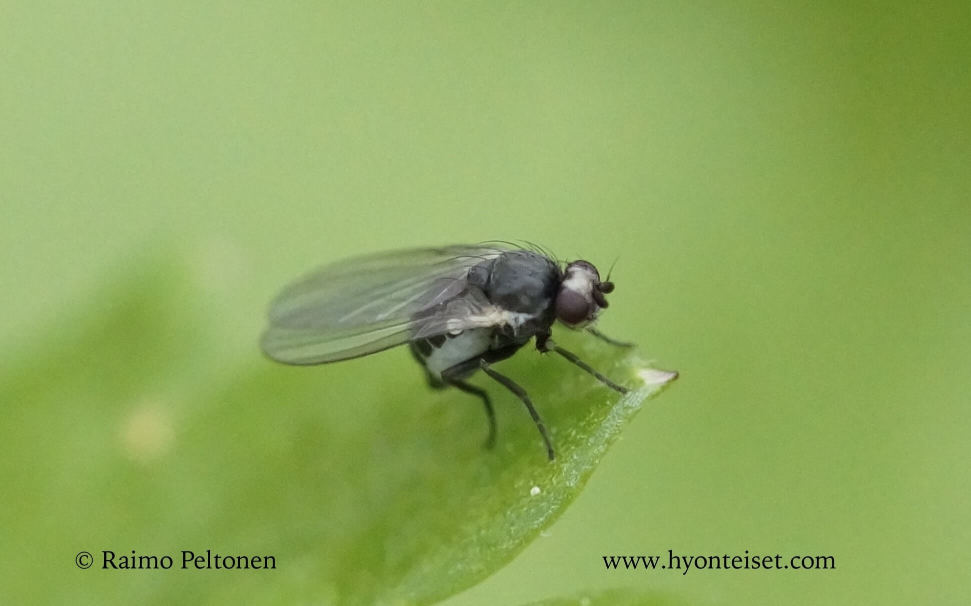 Phytomyza sp. (det. Kaj Winqvist)