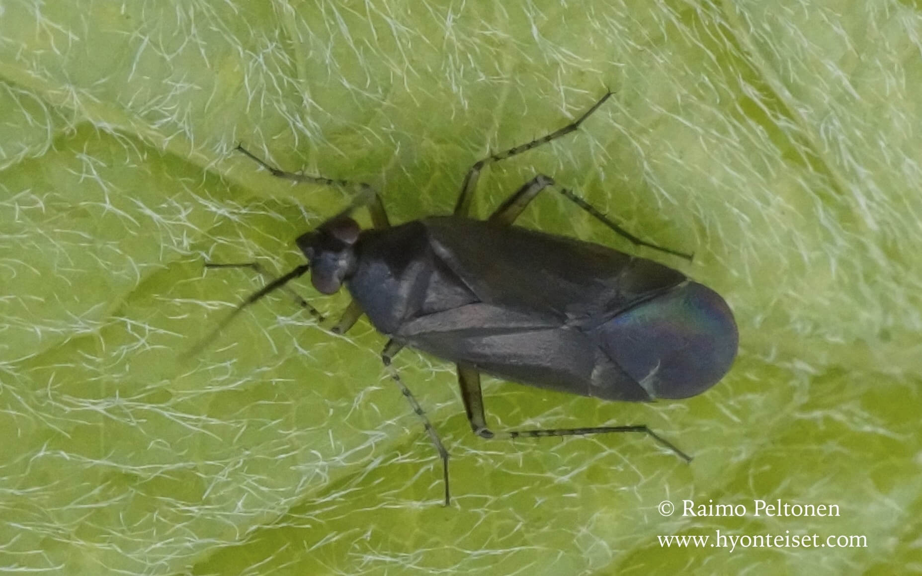 Plgiognathus arbustorum-katvemustapolvi