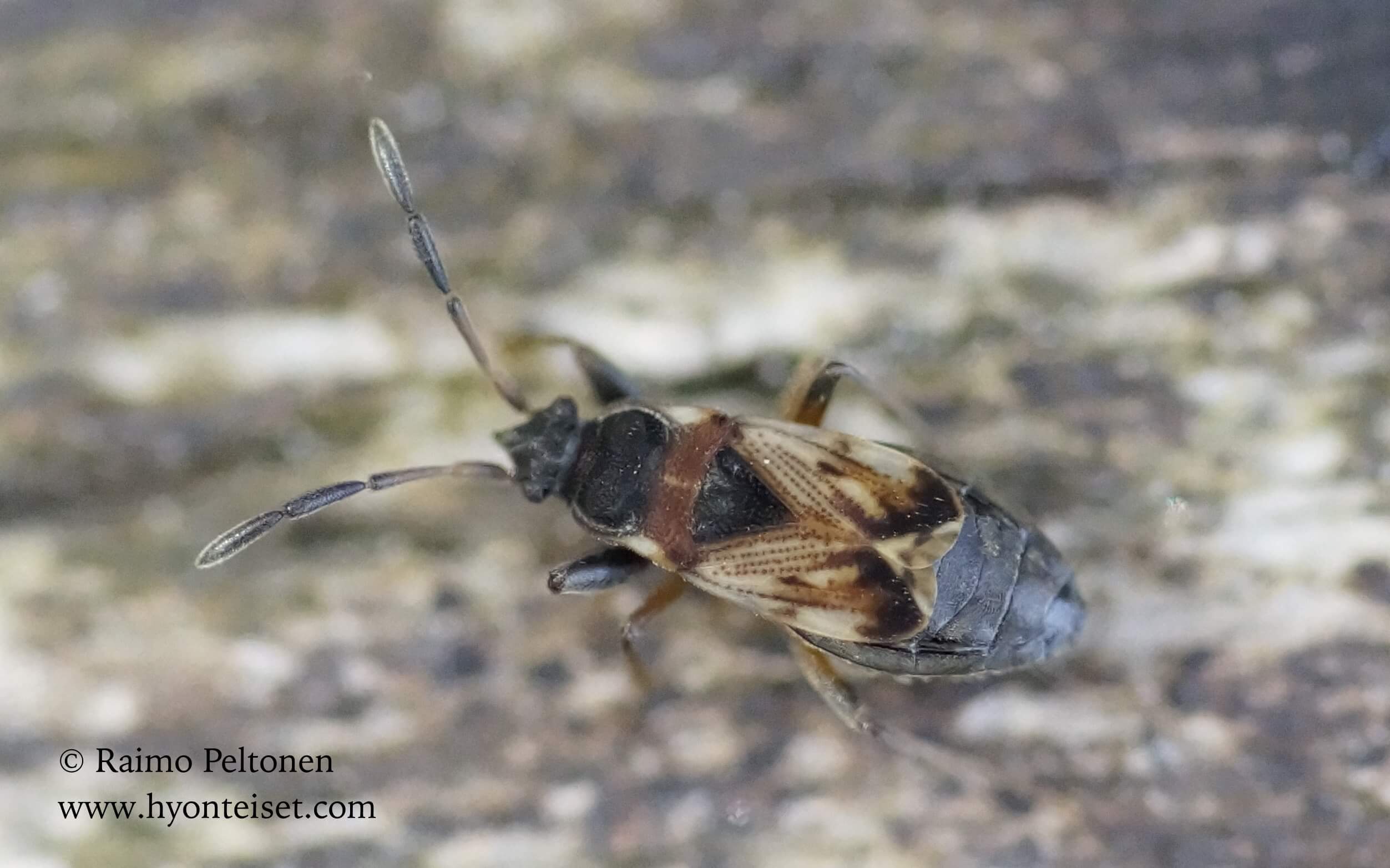 Scolopostethus thomsoni-nokkoskirjolude