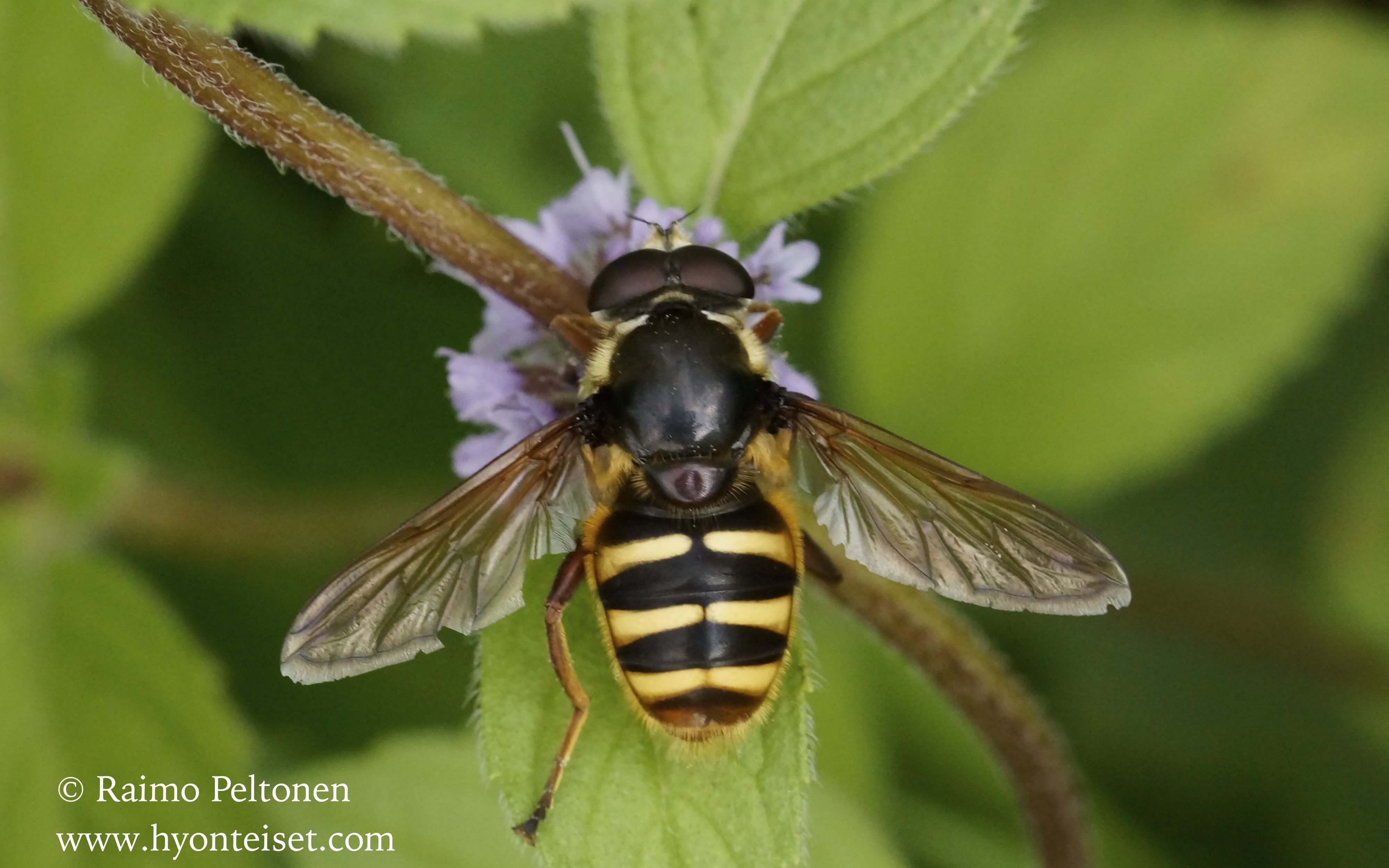 Sericomyia silentis-keltaperäluhtanen