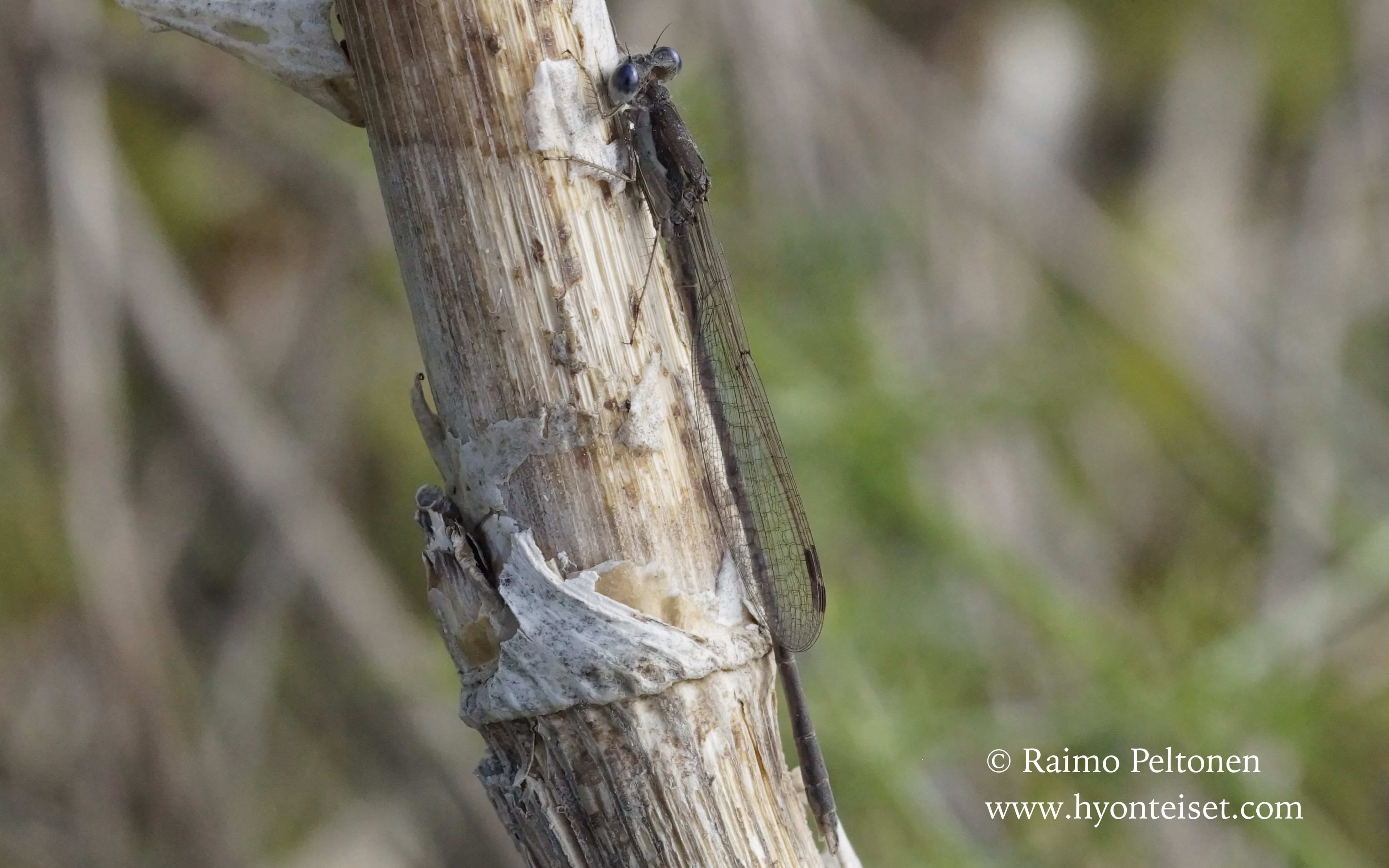 Sympecma fusca-lännenkirsikorento (Lestidae) (det. Sami Karjalainen) MALLORCA