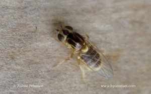 Thaumatomyia cf. notata 1