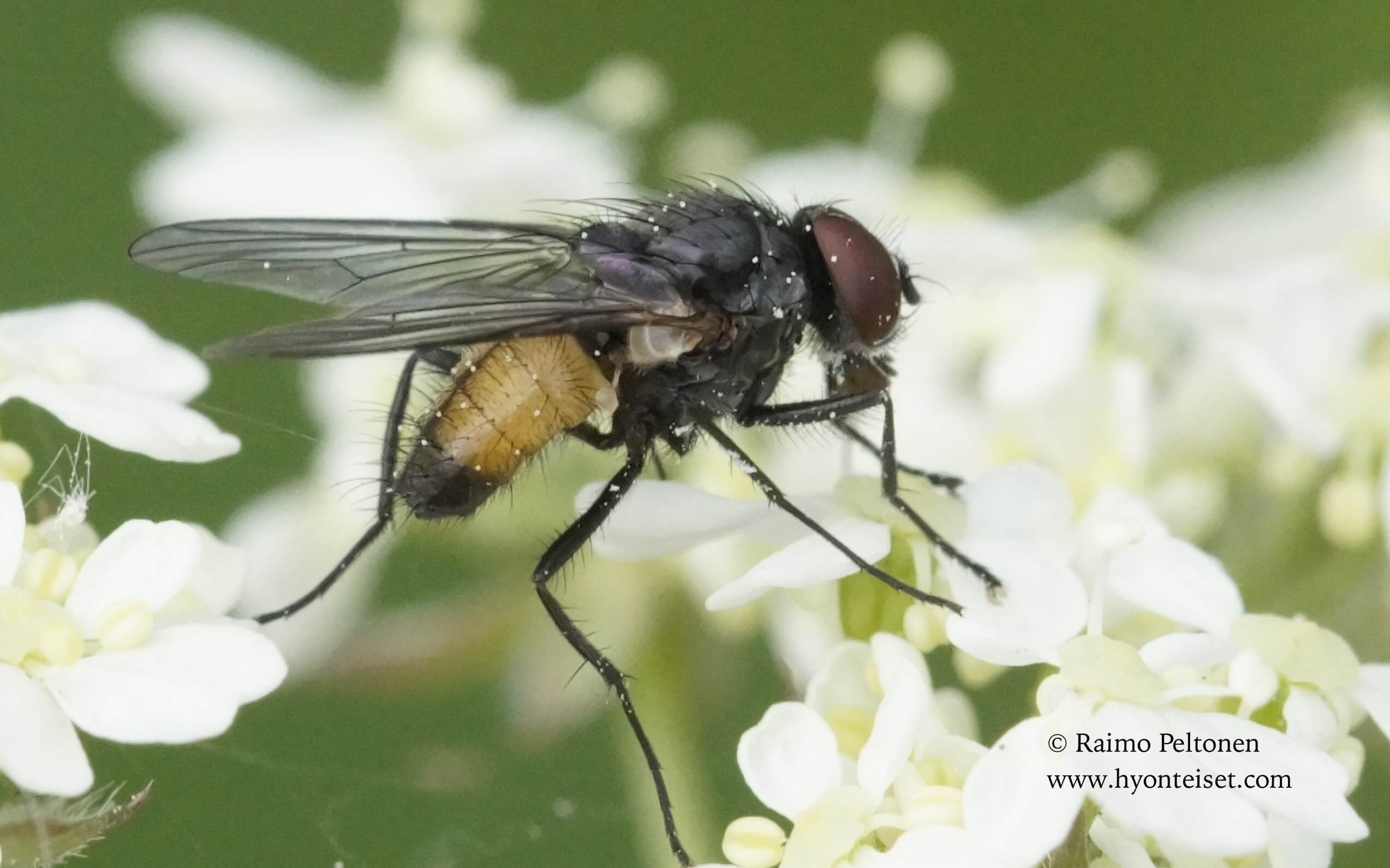 Thricops semicinereus (det. Kaj Winqvist)