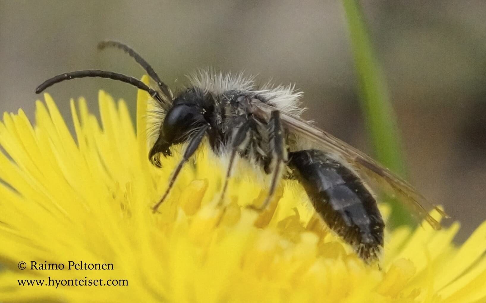 Andrena praecox-hammasmaamehiläinen, koiras (det. Juho Paukkunen)