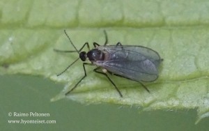 Cecidomyiidae sp. 1