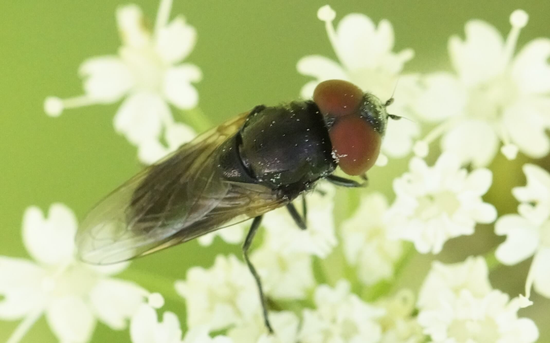 Chrysogaster coemiteriorum-keltasiipivaskinen, koiras