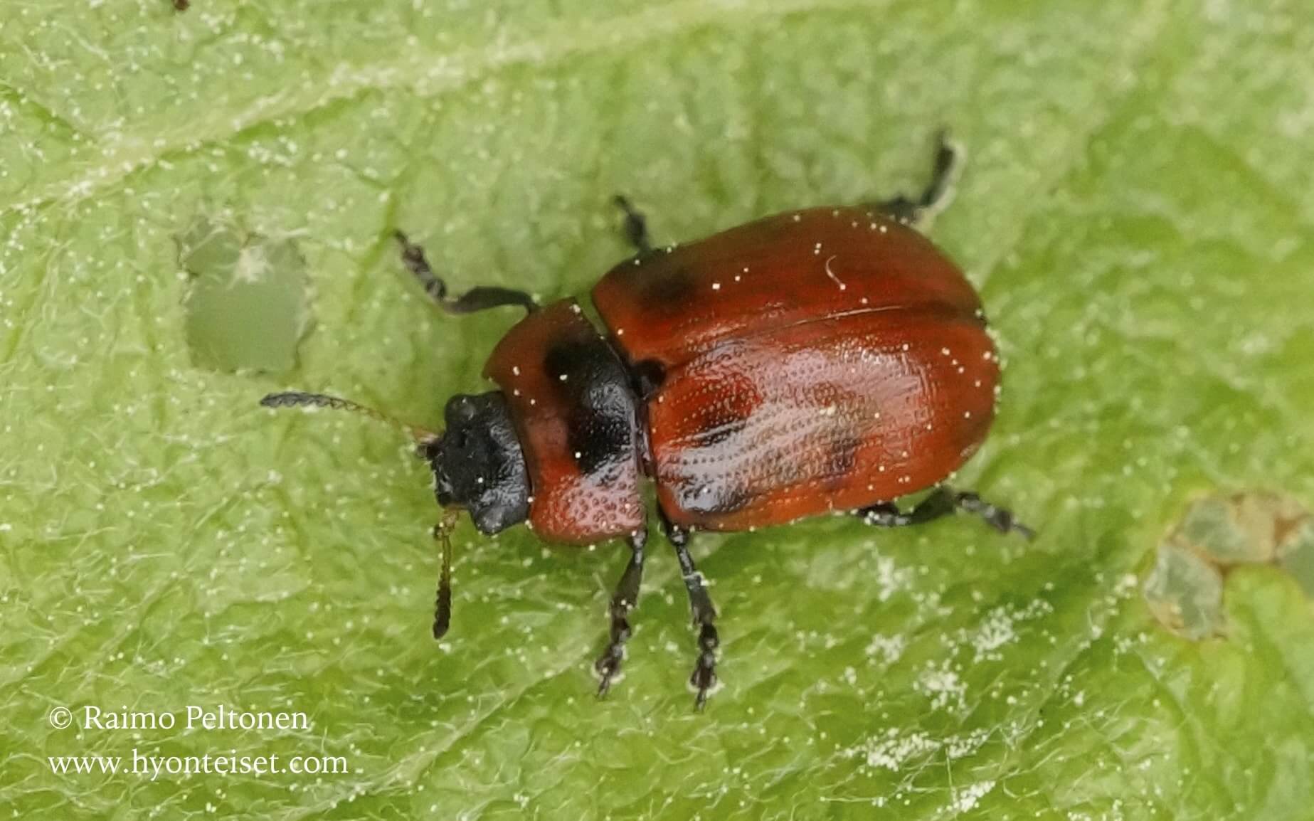Gonioctena viminalis-pajunruskokalvaja