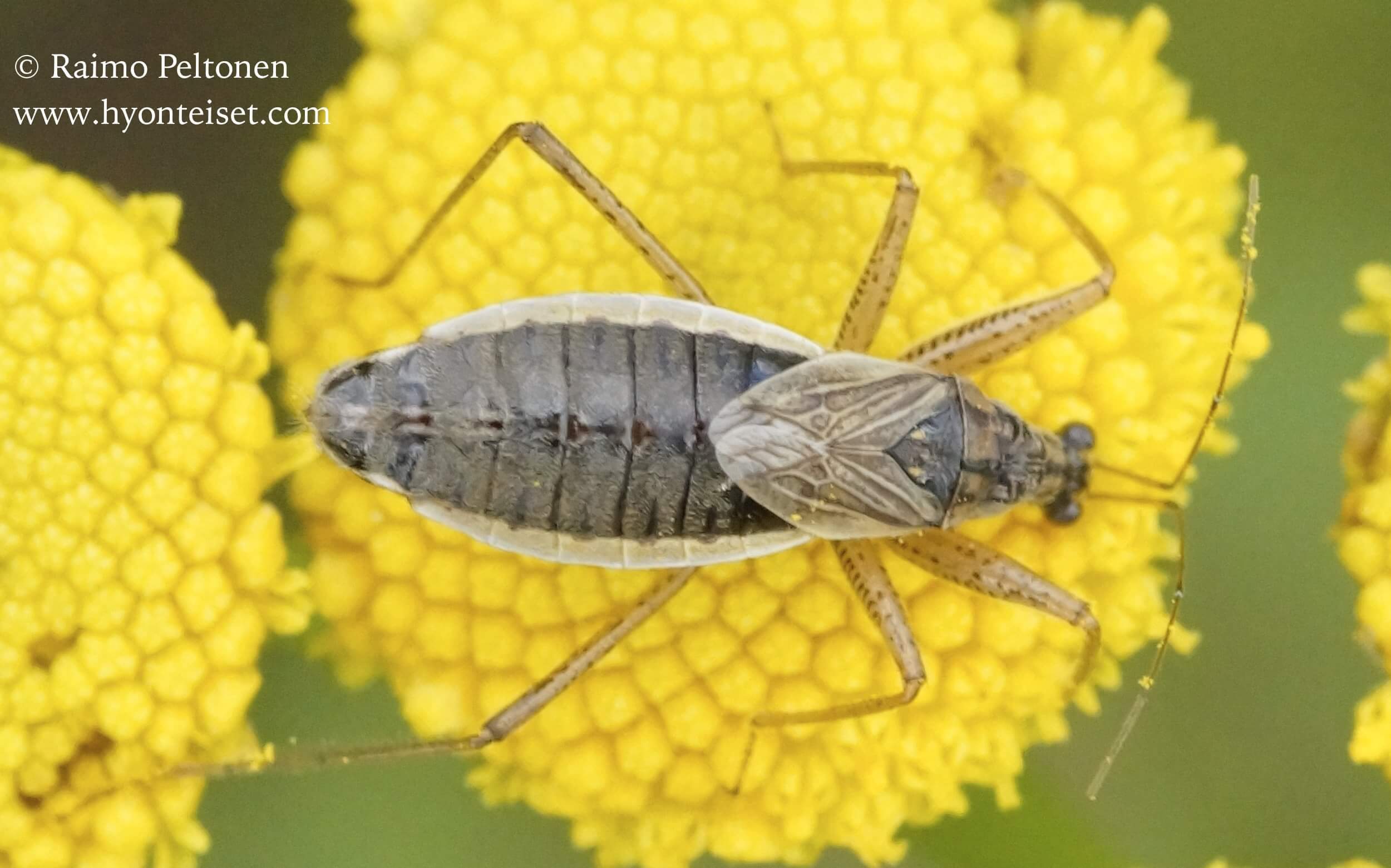 Nabis flavomarginatus-juovanaskalilude, naaras