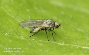Phytomyza sp. 4