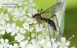 Ptychoptera sp. 2