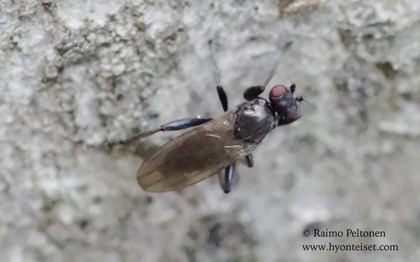 cf. Copromyza sp. (det. Paul Beuk)
