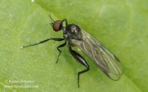 Hybos grossipes 2