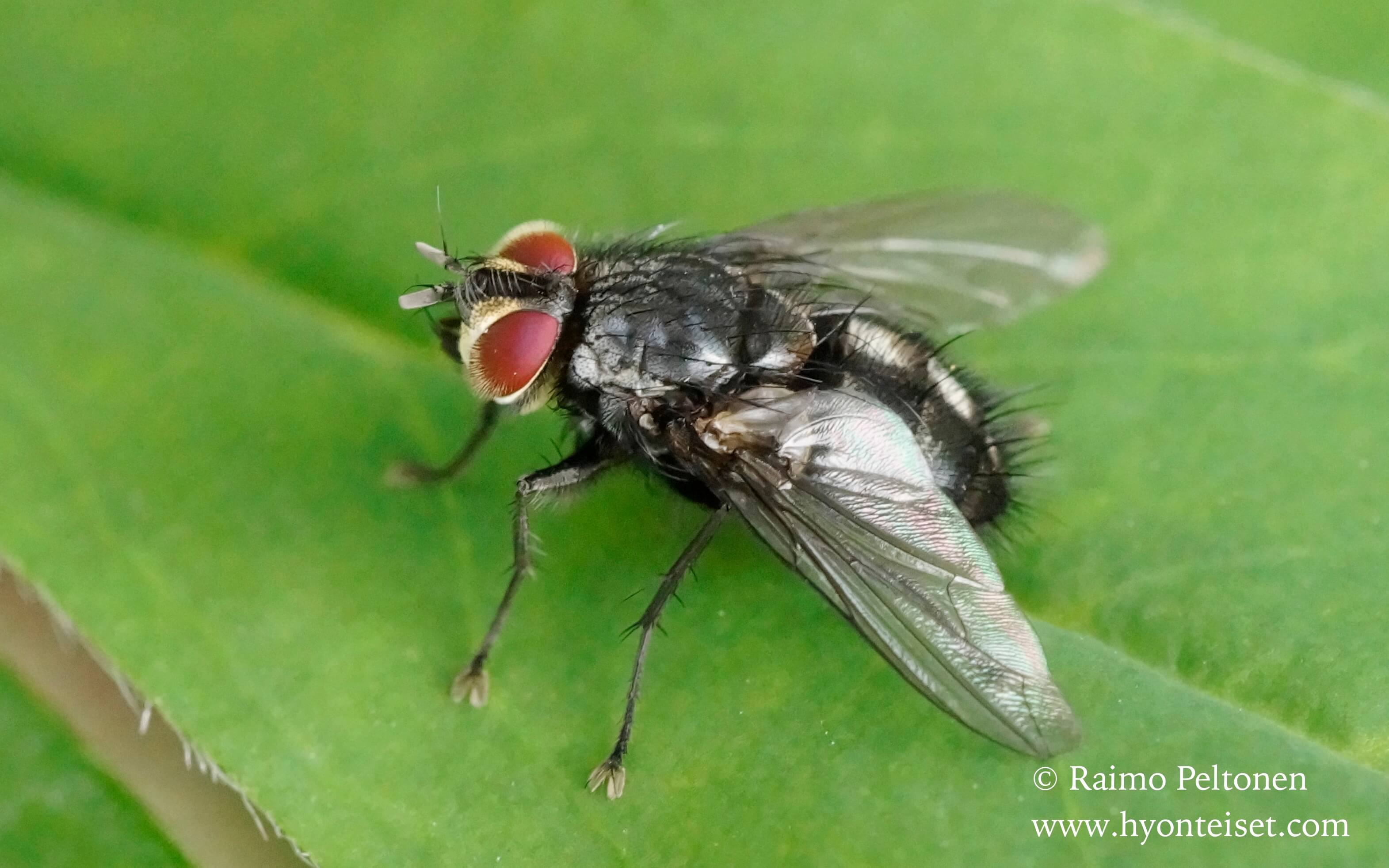 Phebellia sp. (det. Theo Zeegers)