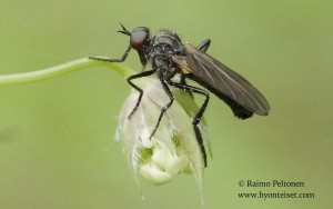 Rhamphomyia trilineata