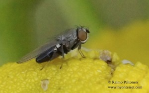 Ditrichophora palliditarsis 2