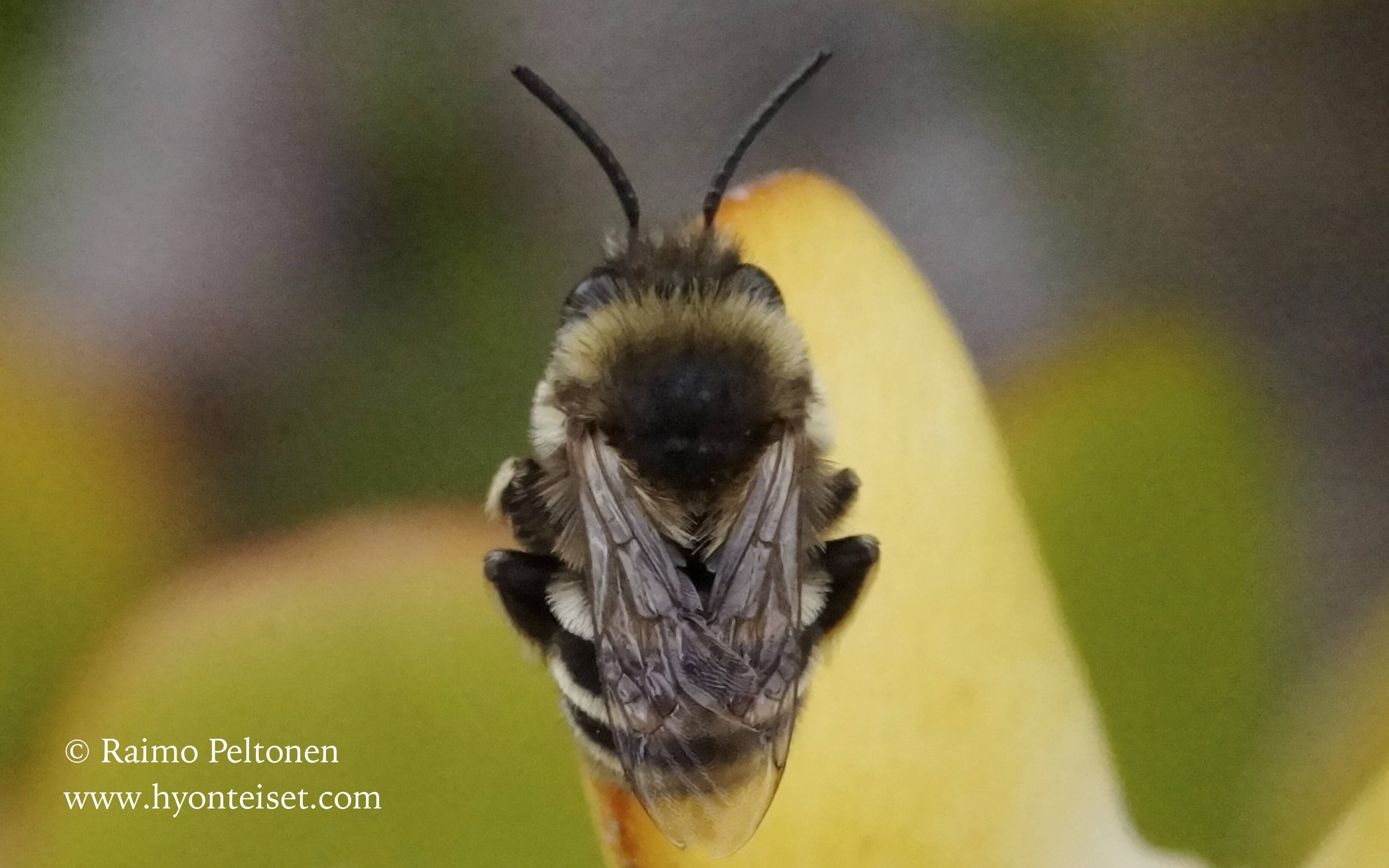 Amegilla maderae, naaras (Apidae) (det. Marc Török), 19.4.2016 MADEIRA
