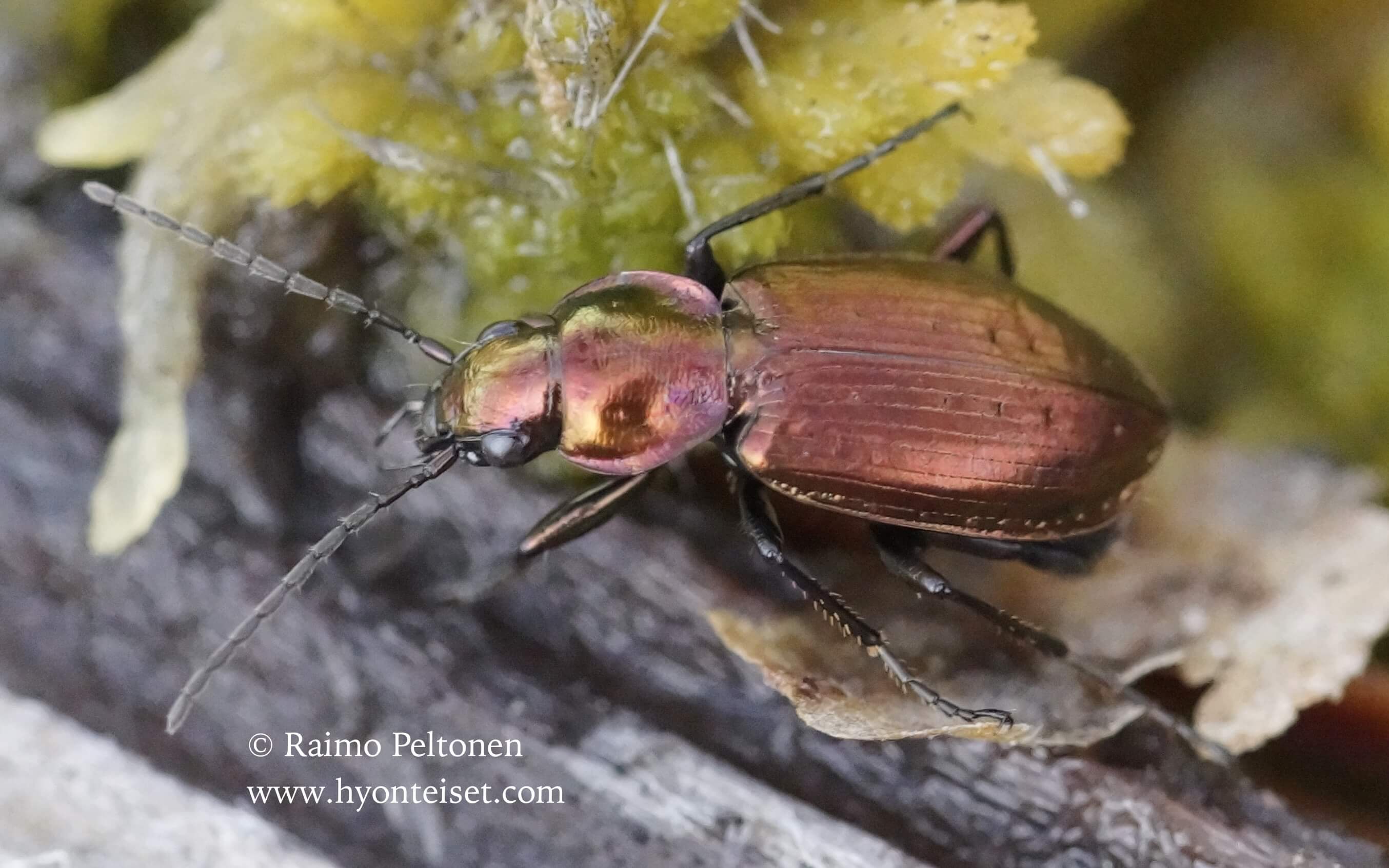 Agonum ericeti (det. Tapio Kujala), 6.5.2016 Patvinsuo