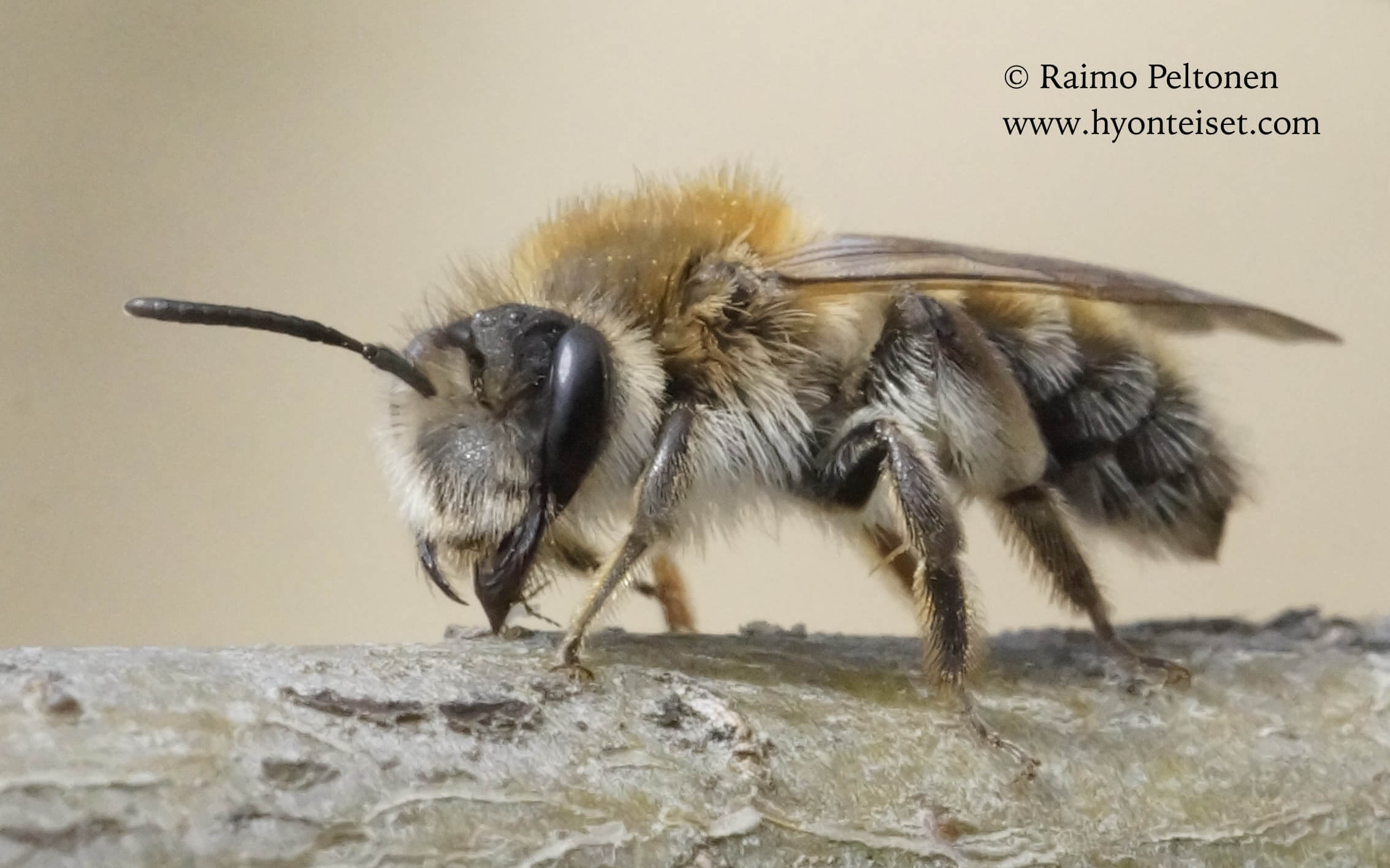 Andrena praecox-hammasmaamehiläinen, naaras, 7.5.2016 Jyväskylä