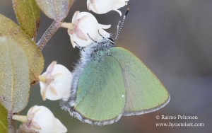 Callophrys rubi 1