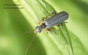 Cantharis nigricans 1