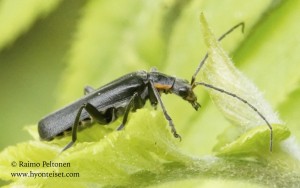 Cantharis obscura 2