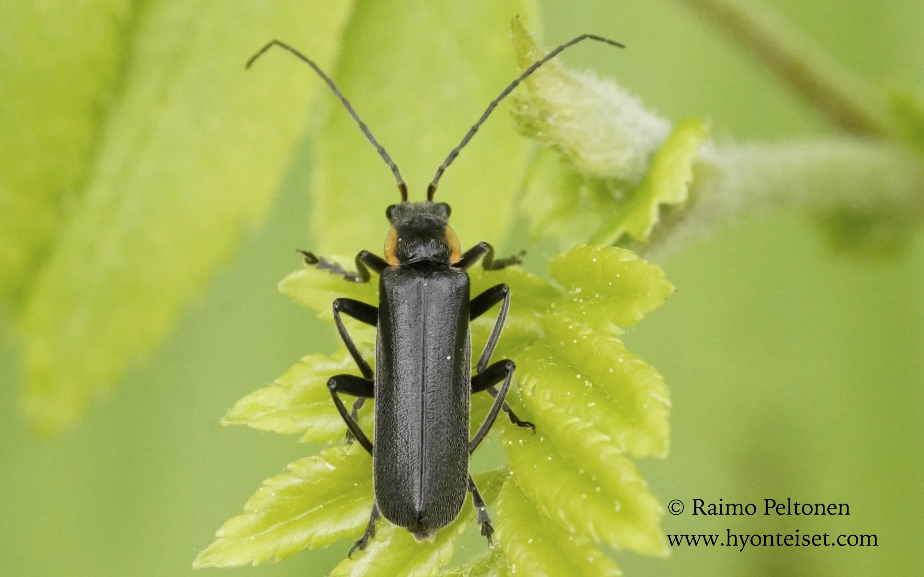 Cantharis obscura-tummasylkikuoriainen, 21.5.2016 Jyväskylä