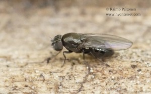 Gymnoclasiopa nigerrima 2
