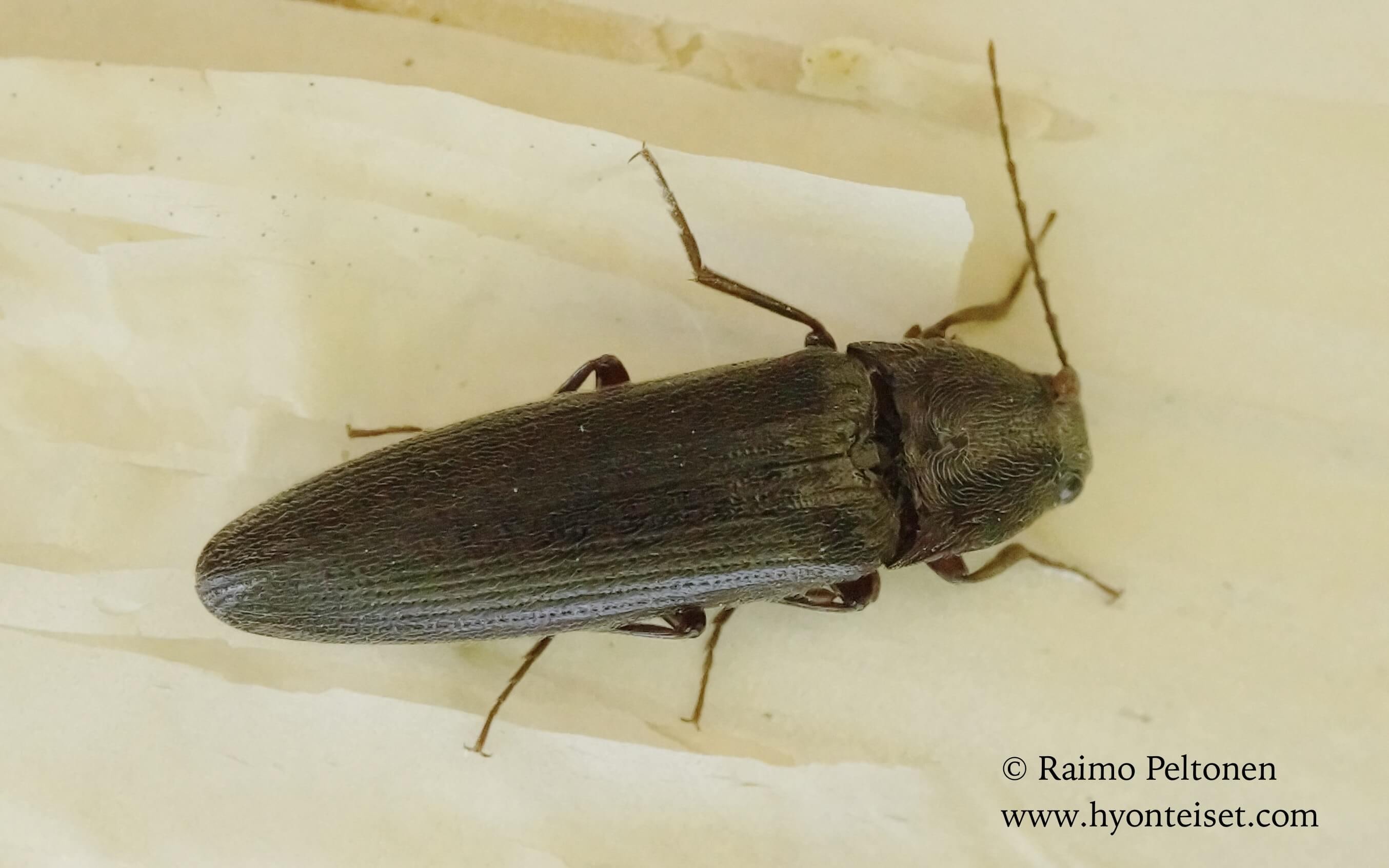 Melanotus castanipes-pikiseppä, 10.5.2016 Jyväskylä