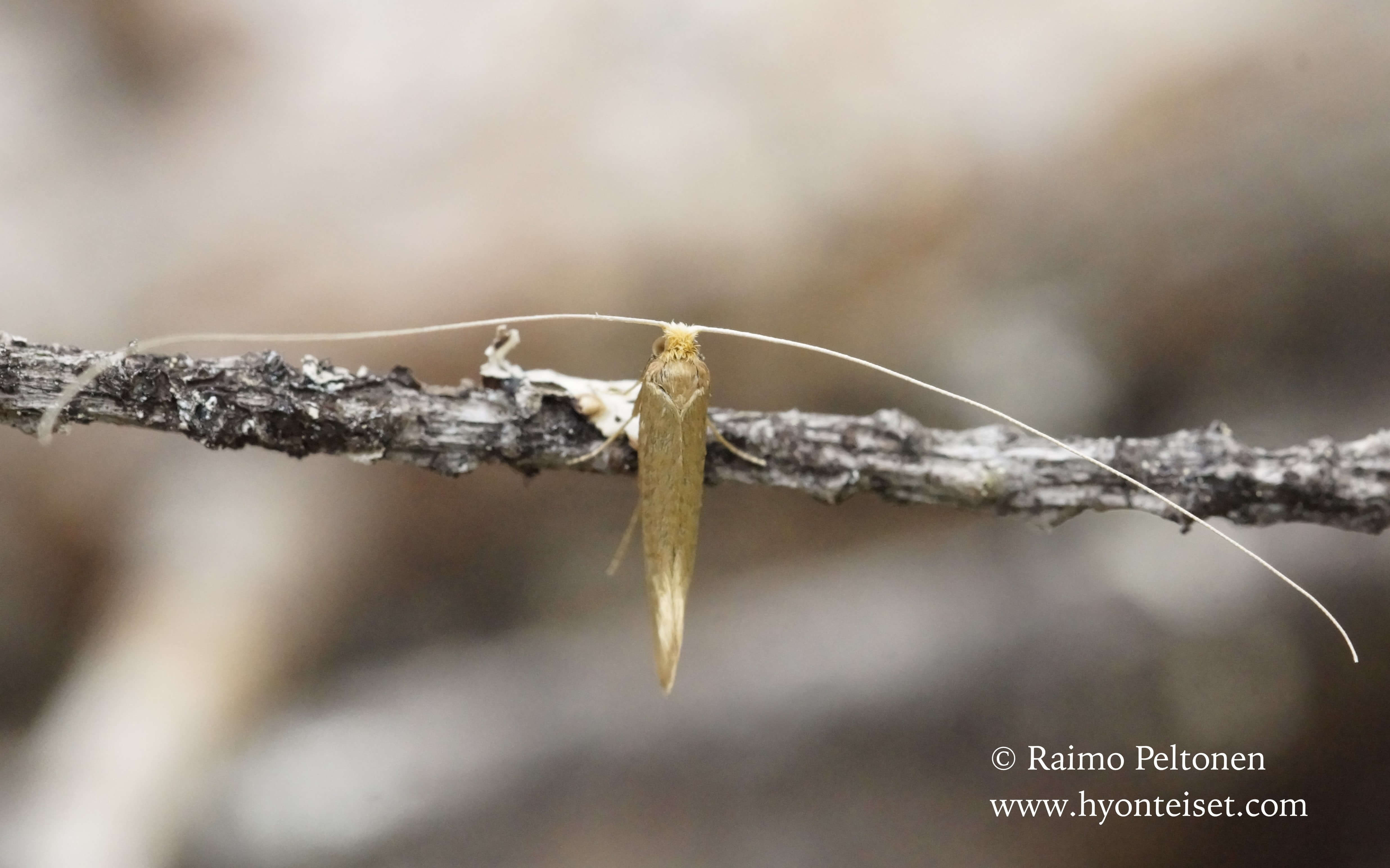 Nematopogon swammerdamellus-isosurviaiskoi (det. Ali Karhu), 18.5.2016 Jyväskylä