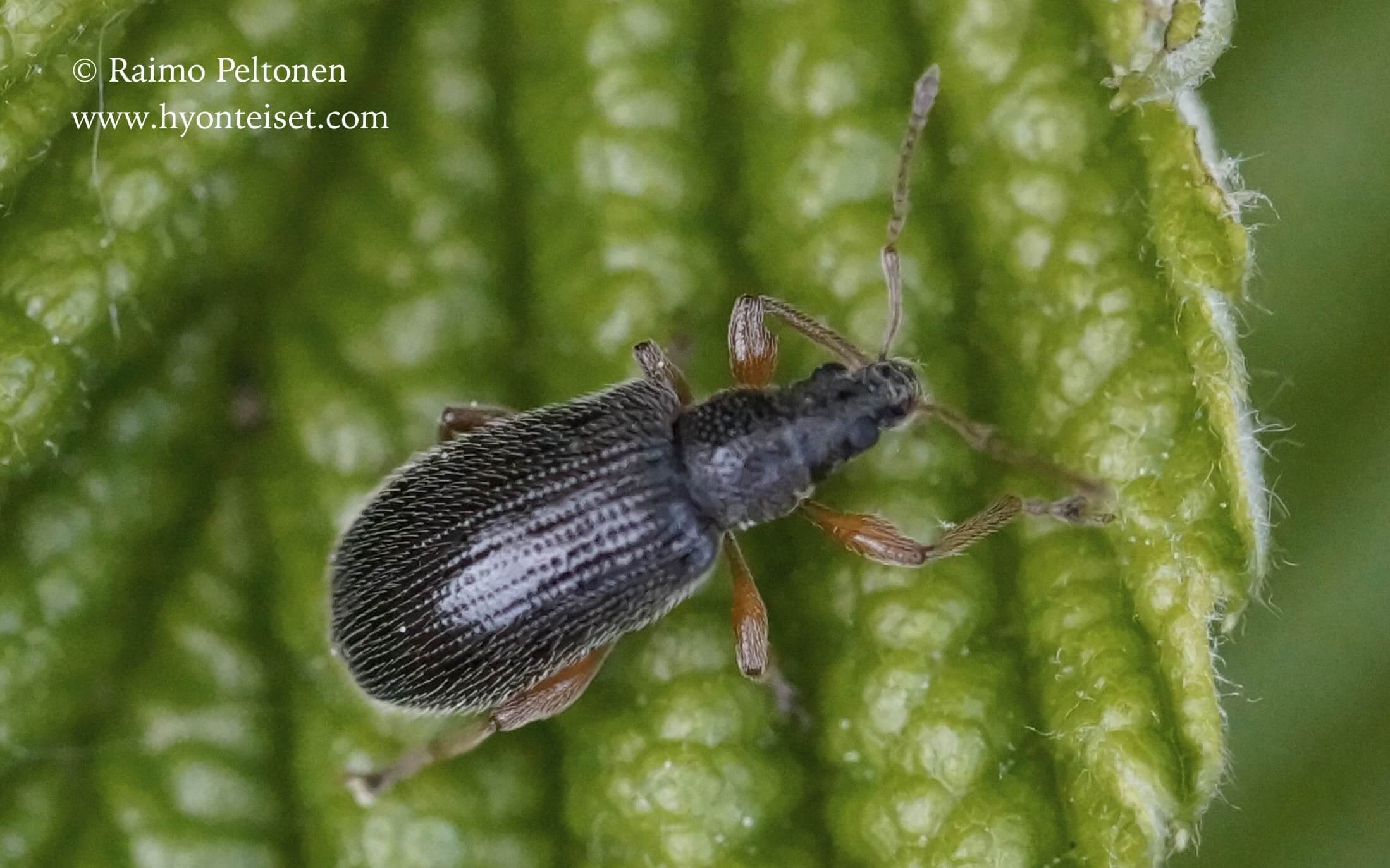 Phyllobius oblongus-hoikkalehtikärsäkäs (det. Juha Salokannel), 8.6.2015 Jyväskylä