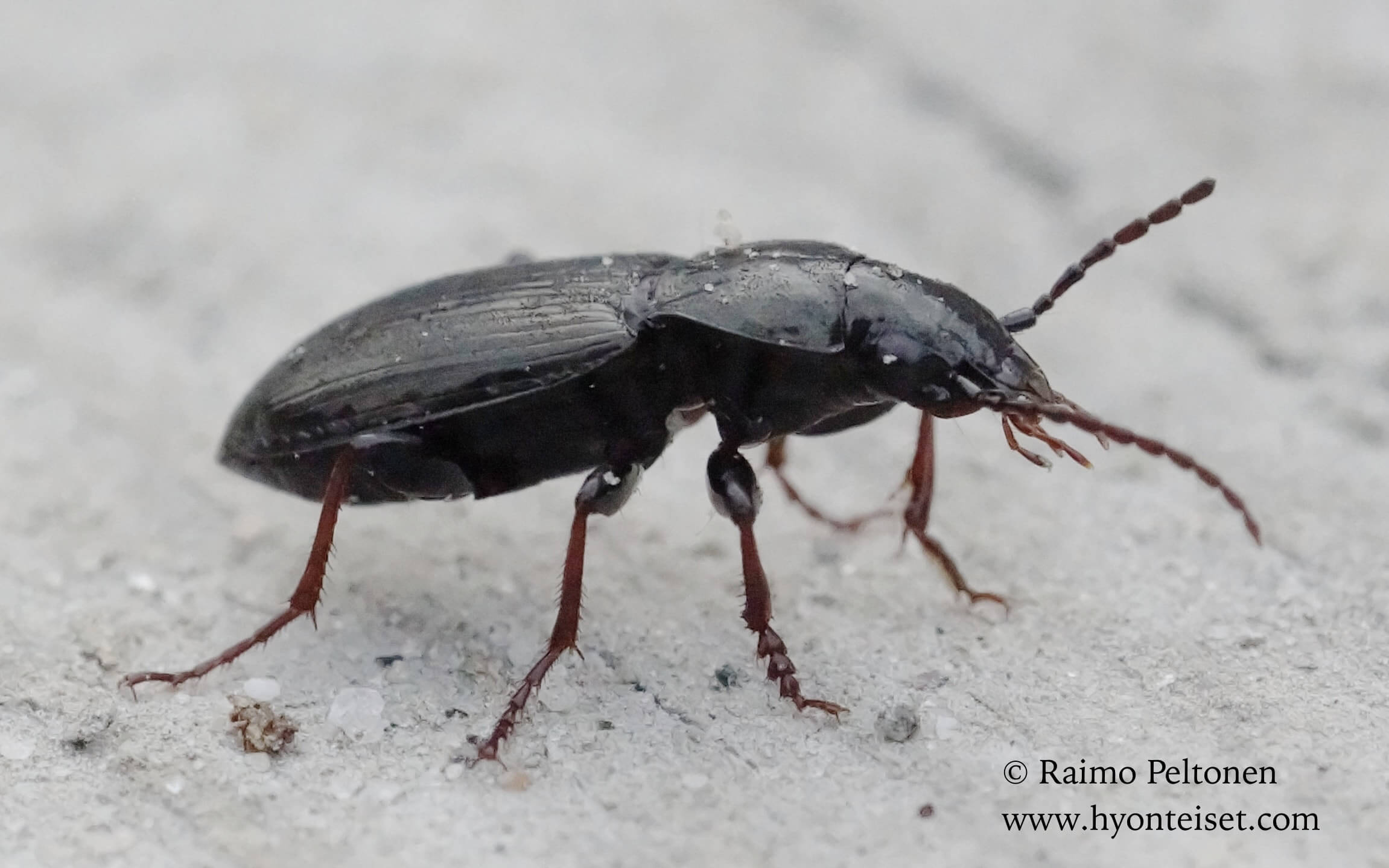 Pterostichus oblongopunctatus (det. Tapio Kujala), 6.5.2016 Patvinsuo