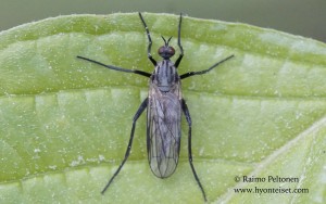 Rhamphomyia crassirostris 1