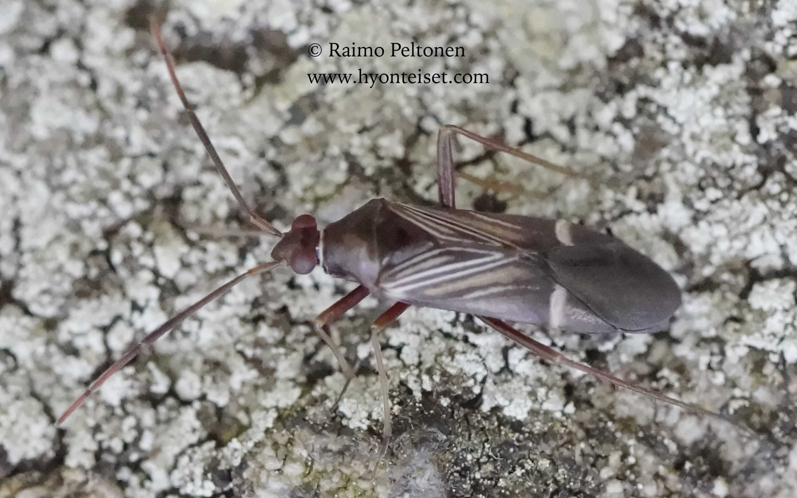 Cremnocephalus albolineatus-seepralude, 25.6.2016 Jyväskylä