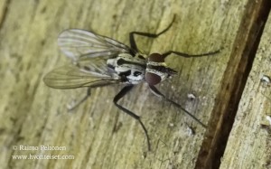 Eustalomyia hilaris 1