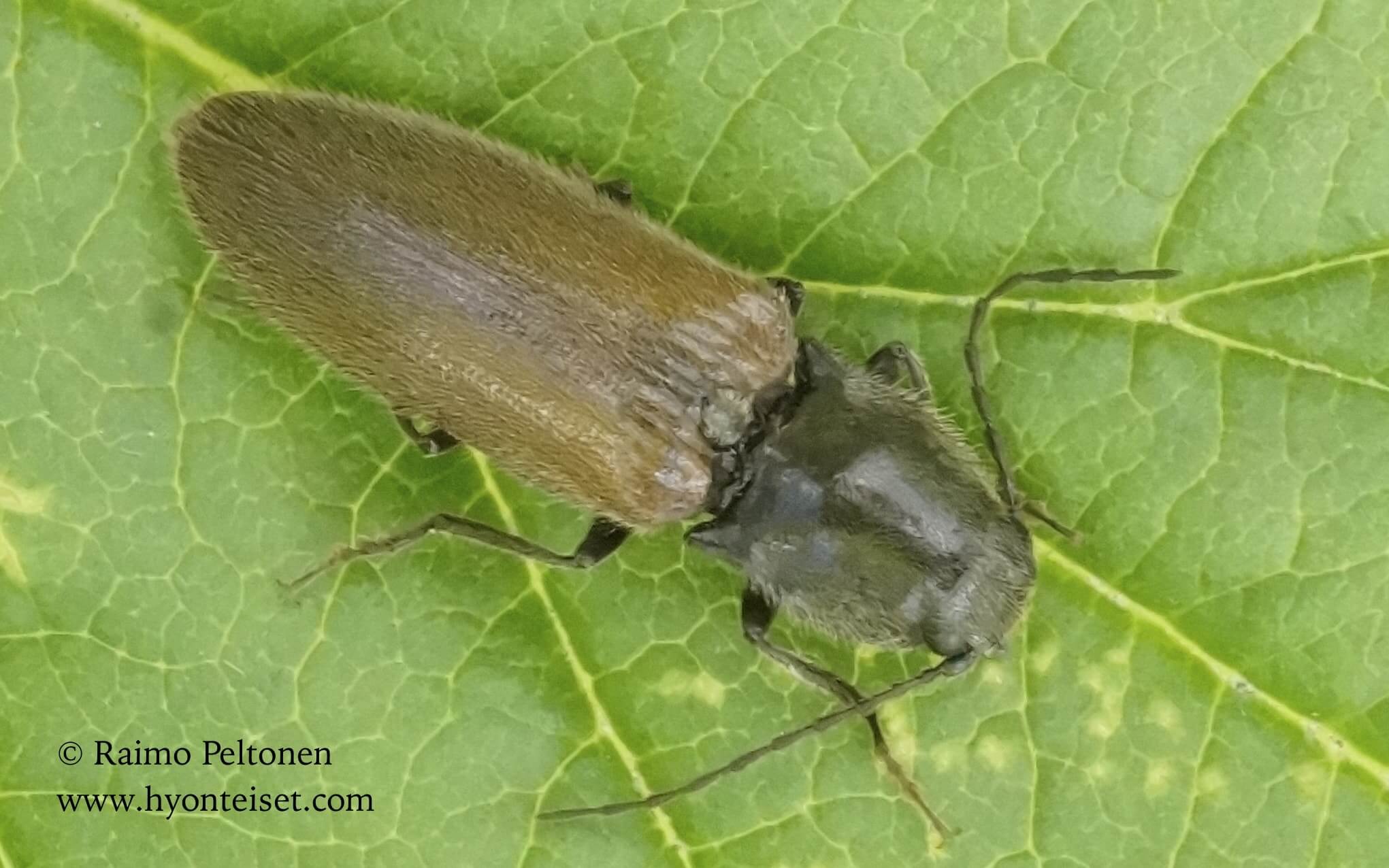 Hemicrepidius niger-piennarseppä, 24.6.2016 Jyväskylä