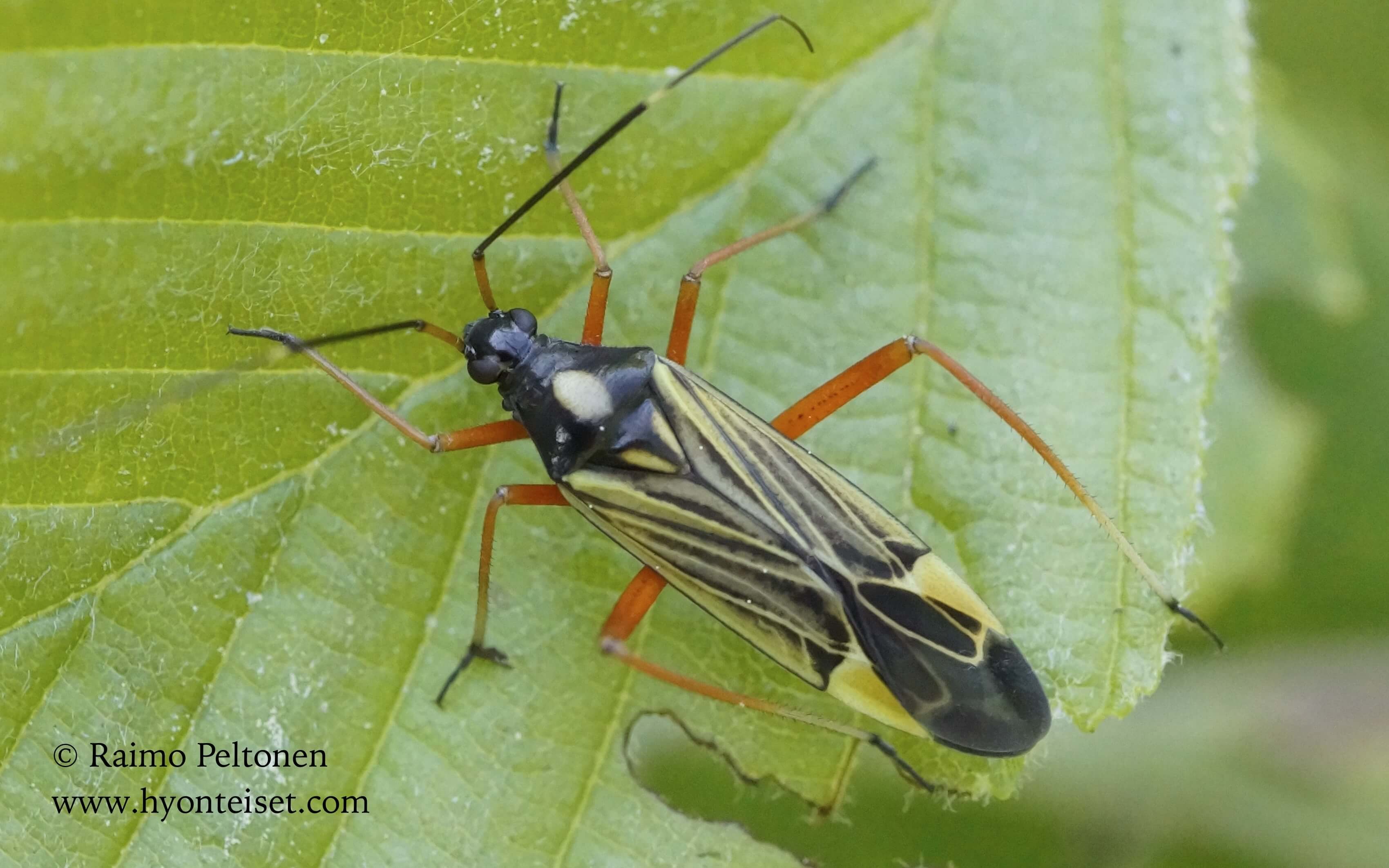 Miris striatus-keikarilude, 8.6.2016 Jyväskylä