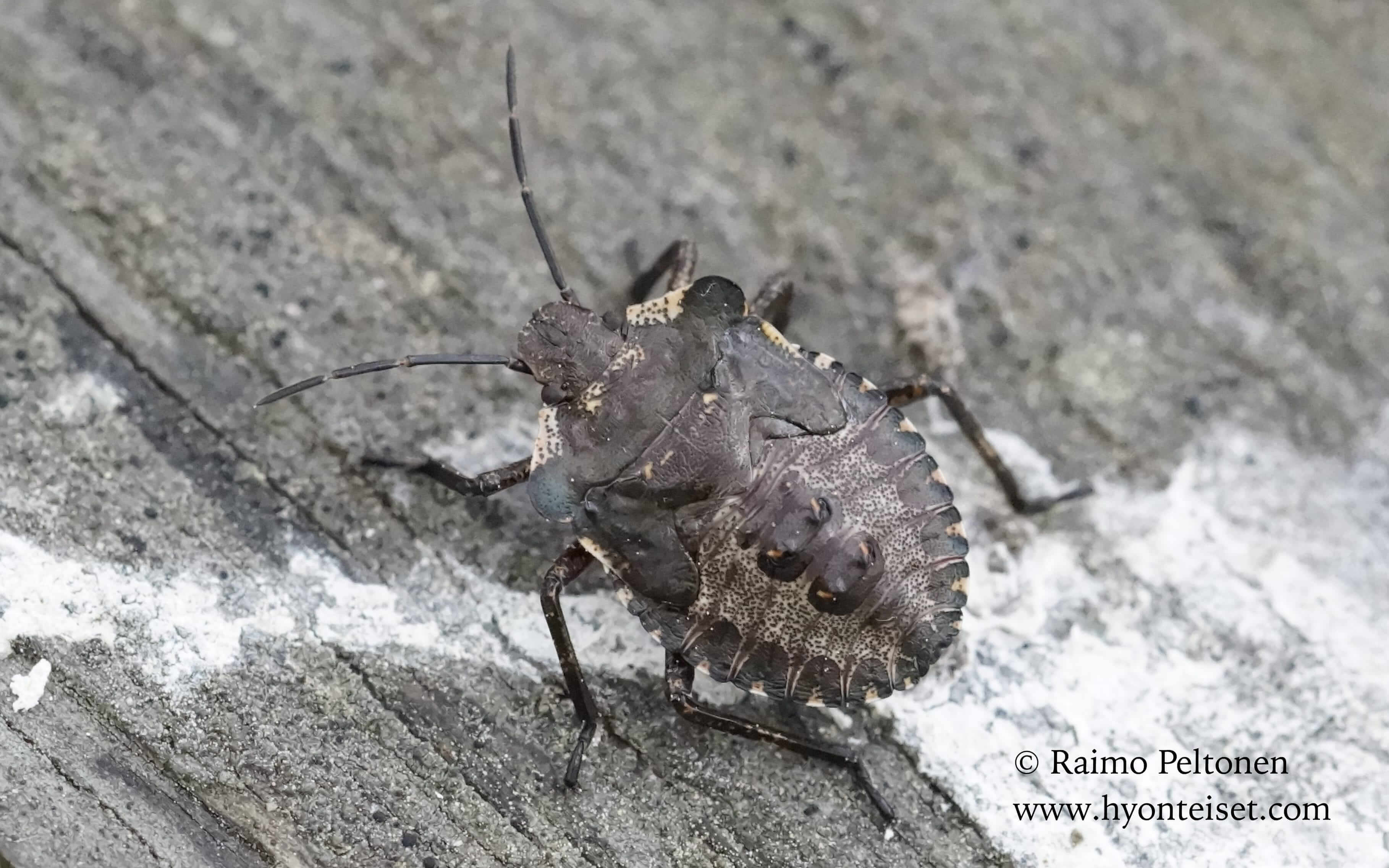 Pentatoma rufipes-härkälude, nymfi (det. Veikko Rinne), 14.6.2016 Laukaa